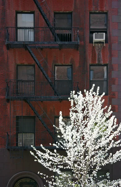Цветущее дерево над разлагающимся фасадом — стоковое фото