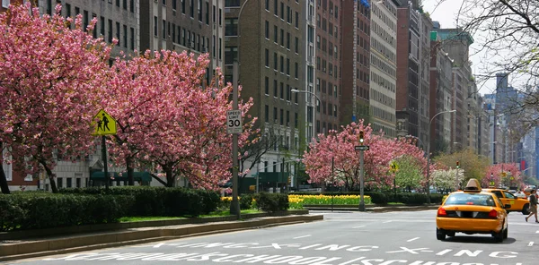 Primavera em Park Avenue — Fotografia de Stock