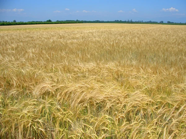 春の麦畑 — ストック写真