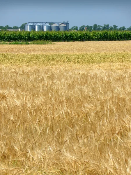 春とサイロの小麦畑 — ストック写真