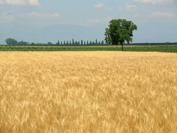 Buğday alan bahar ve yalnız ağaç — Stok fotoğraf