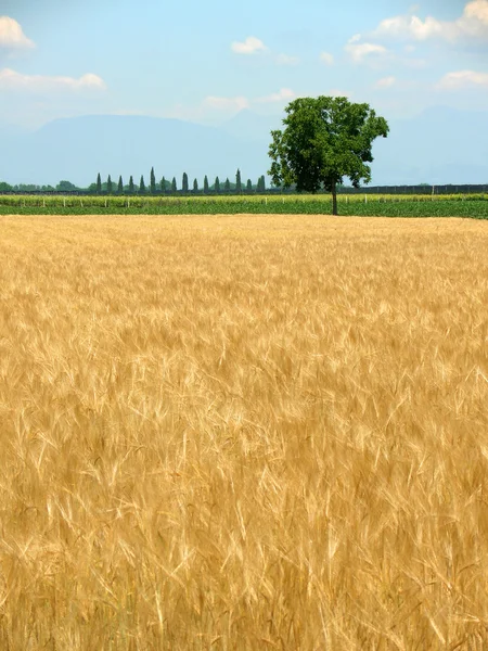 Пшеничное поле весной, вертикальное — стоковое фото