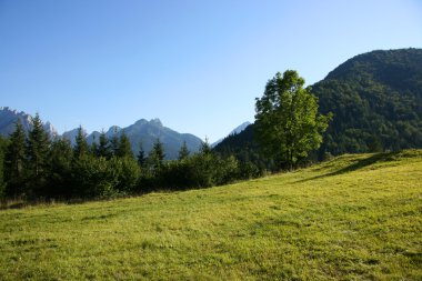 Alpine meadow clipart