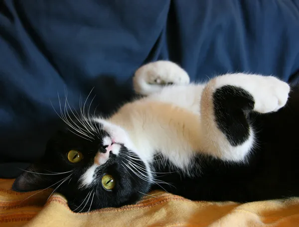 Oyun oynayan kedi — Stok fotoğraf