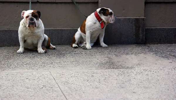 Dos bulldogs delante — Foto de Stock