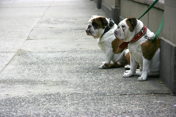 Dos bulldogs — Foto de Stock