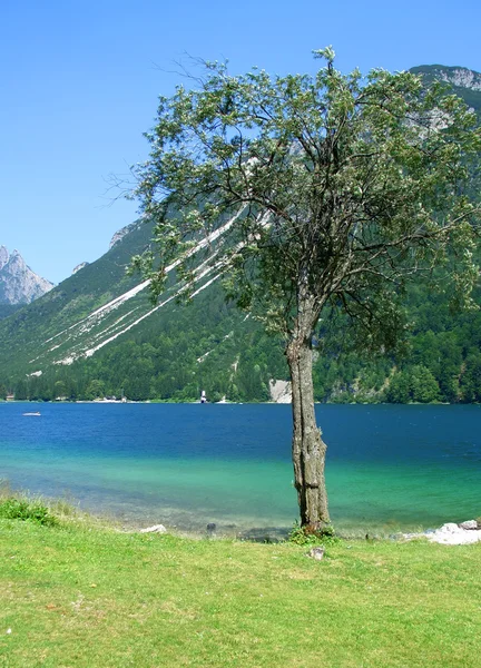 Cave del predil jezero a strom, vertikální — Stock fotografie