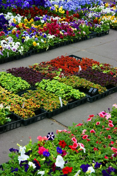 Veelkleurige viooltjes en coleus planten — Stockfoto