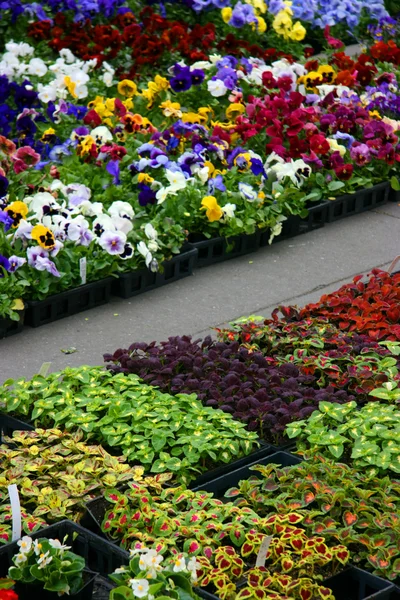 Multicolored pansies and plants — Stock Photo, Image