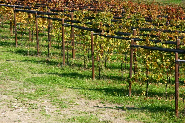Detalhe das vinhas no outono — Fotografia de Stock