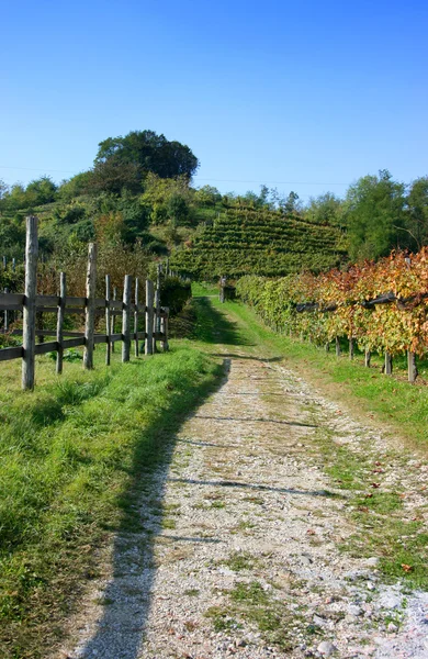 Виноградники осенью, вертикальные — стоковое фото