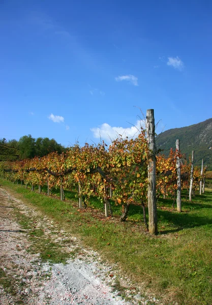 Виноградники восени, вертикально — стокове фото