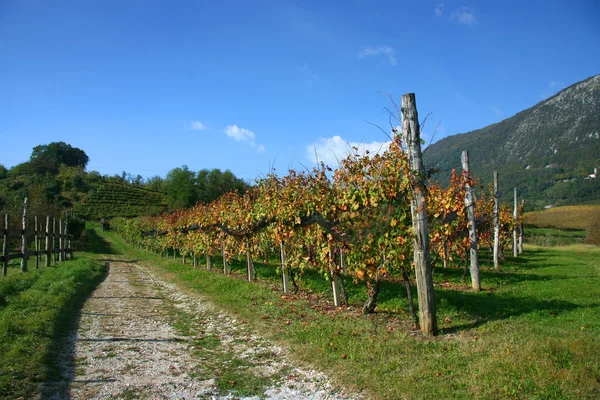 Виноградники восени — стокове фото
