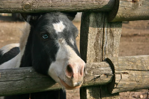 Pony blanco y negro de ojos azules — Foto de Stock