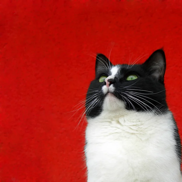Katze auf rot — Stockfoto