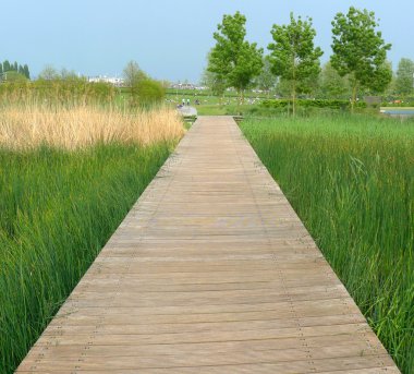 Boardwalk on the swamp clipart