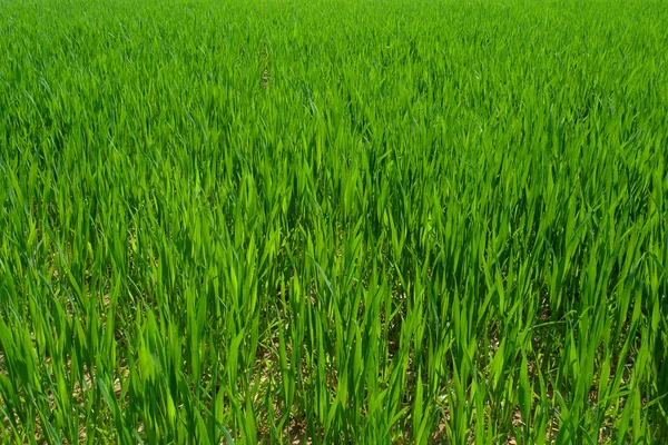 Ontgonnen groen veld — Stockfoto