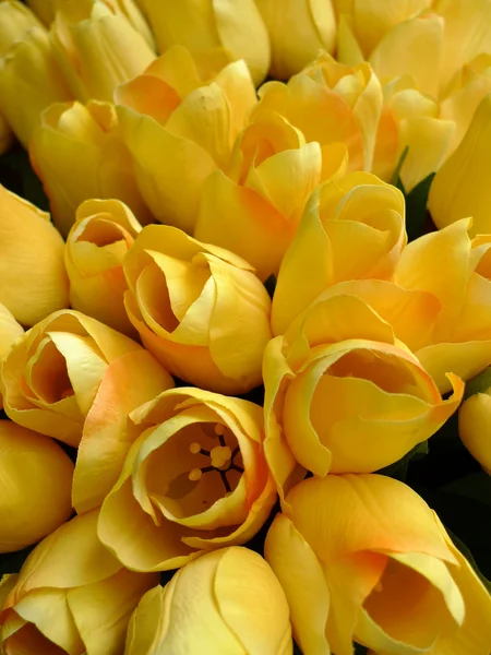 Hamis sárga tulipánok — Stock Fotó