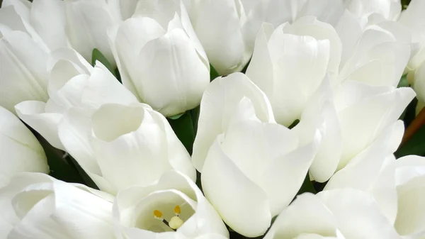 Підроблені білі тюльпани — стокове фото