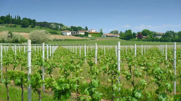 Виноградник и винодельня — стоковое фото