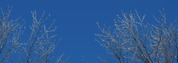 Banner mit gefrorenen Bäumen — Stockfoto