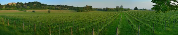 Panorama winnic — Zdjęcie stockowe