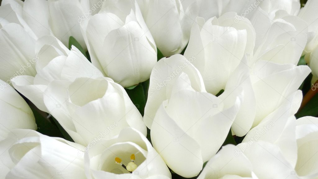 Fake white tulips