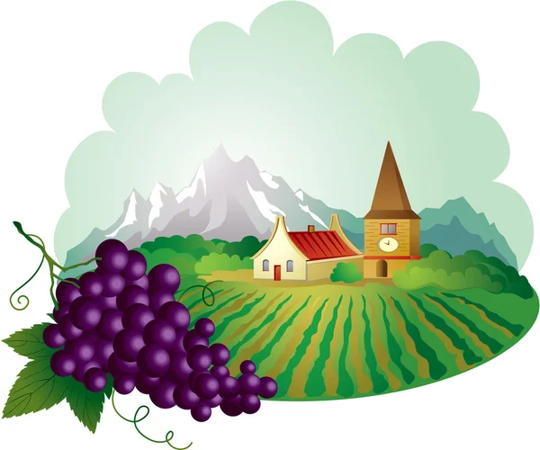 Provence fond avec raisin — Image vectorielle