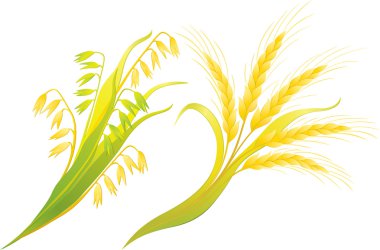 Wheat and oats ears clipart