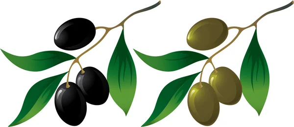 Rama de olivo — Archivo Imágenes Vectoriales