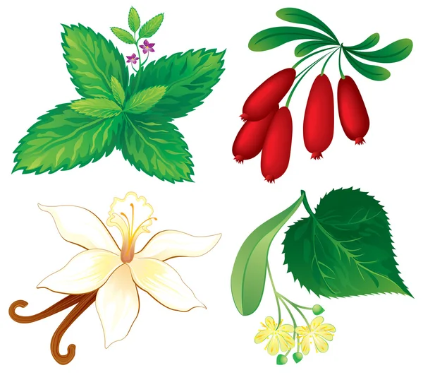 Aromatik bitkiler kümesi — Stok Vektör