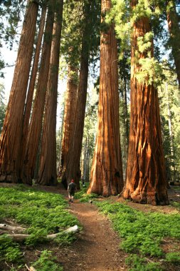 Man Hiking on Trail Next to Redwoods clipart