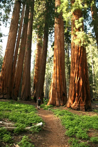 Homem caminhando na trilha ao lado de Redwoods — Fotografia de Stock