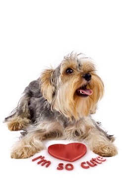 Yorkshire terrier with a 3d heart clipart
