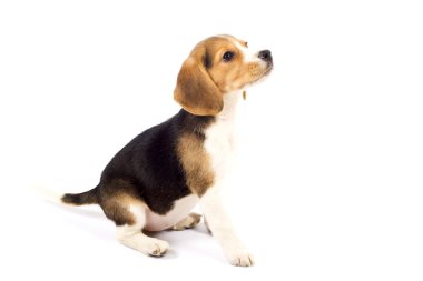 Beyaz arkaplan önünde beagle