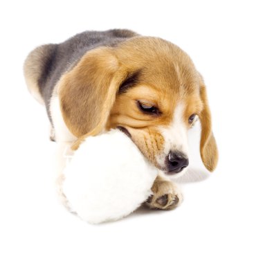 Adorable young beagle pup clipart