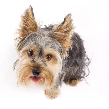 meraklı yorkshire terrier oturmuş