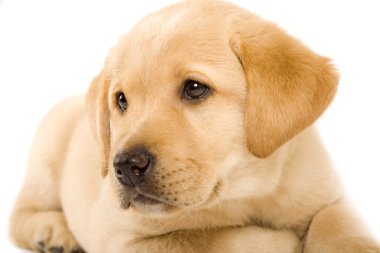 Labrador retriever puppy with cute eyes clipart