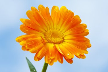 Orange gerbera against sky background clipart