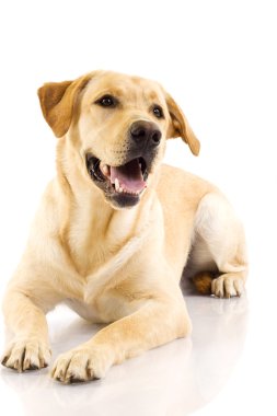 Puppy Labrador retriever clipart