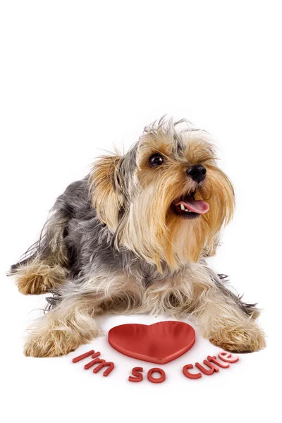 Yorkshire terrier ile 3d heart — Stok fotoğraf