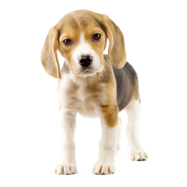 Beagle valkoisen taustan edessä — kuvapankkivalokuva