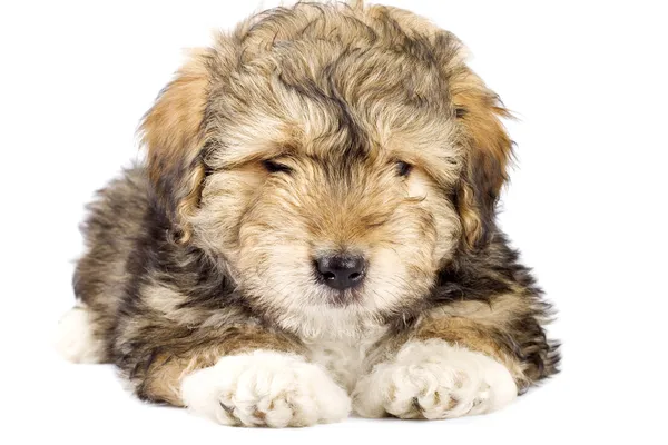 stock image Cute little fur ball