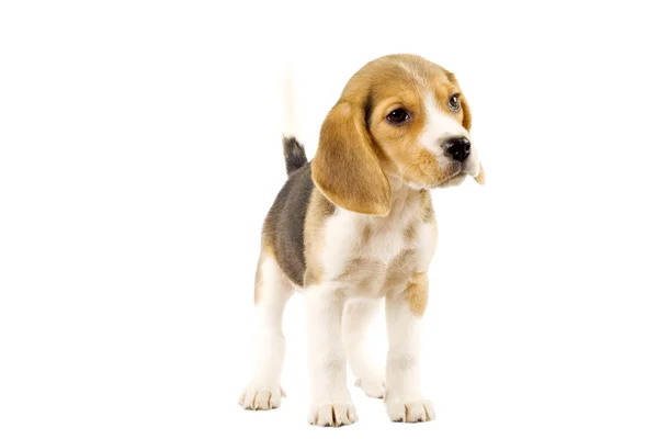 Beagle di depan latar belakang putih — Stok Foto