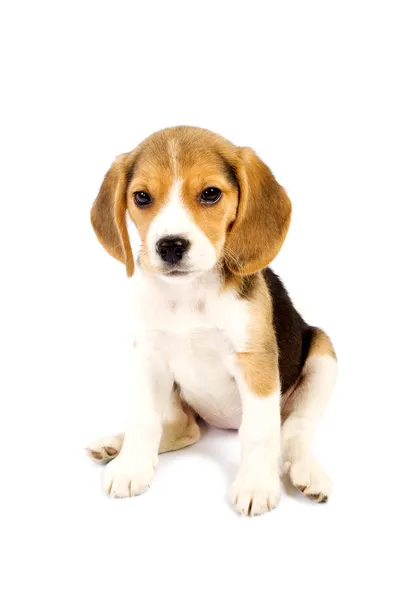 Beagle framför vit bakgrund — Stockfoto