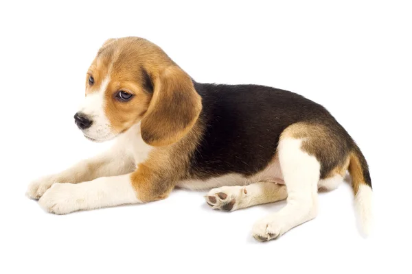 Ledsen beagle — Stockfoto