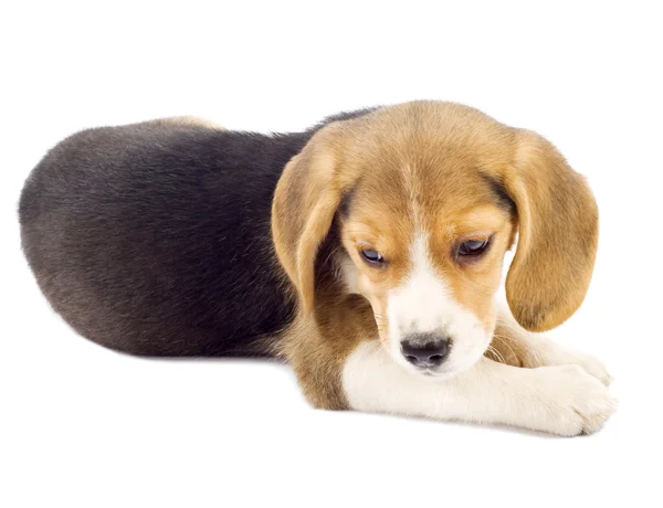 Small beagle puppy lying down — Stock Photo, Image