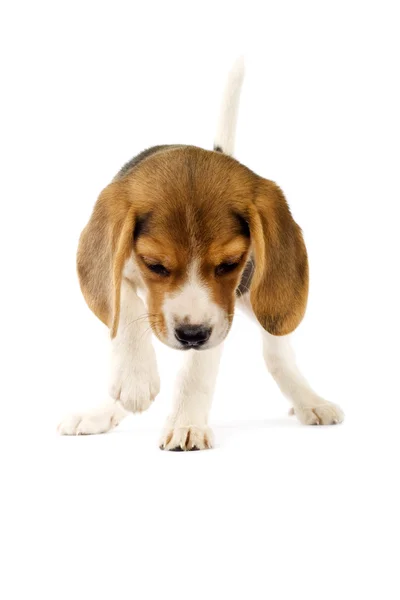 Urocza młoda beagle szczeniak — Zdjęcie stockowe