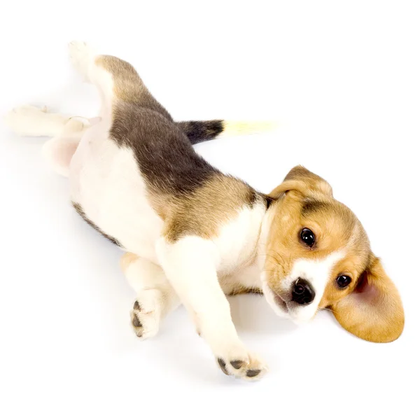 Beagle puppy rolling — Stock Photo, Image