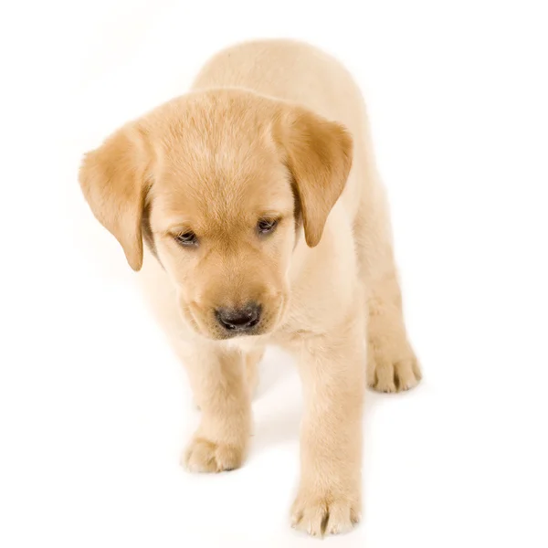 Nieuwsgierig pup labrador retriever — Stockfoto